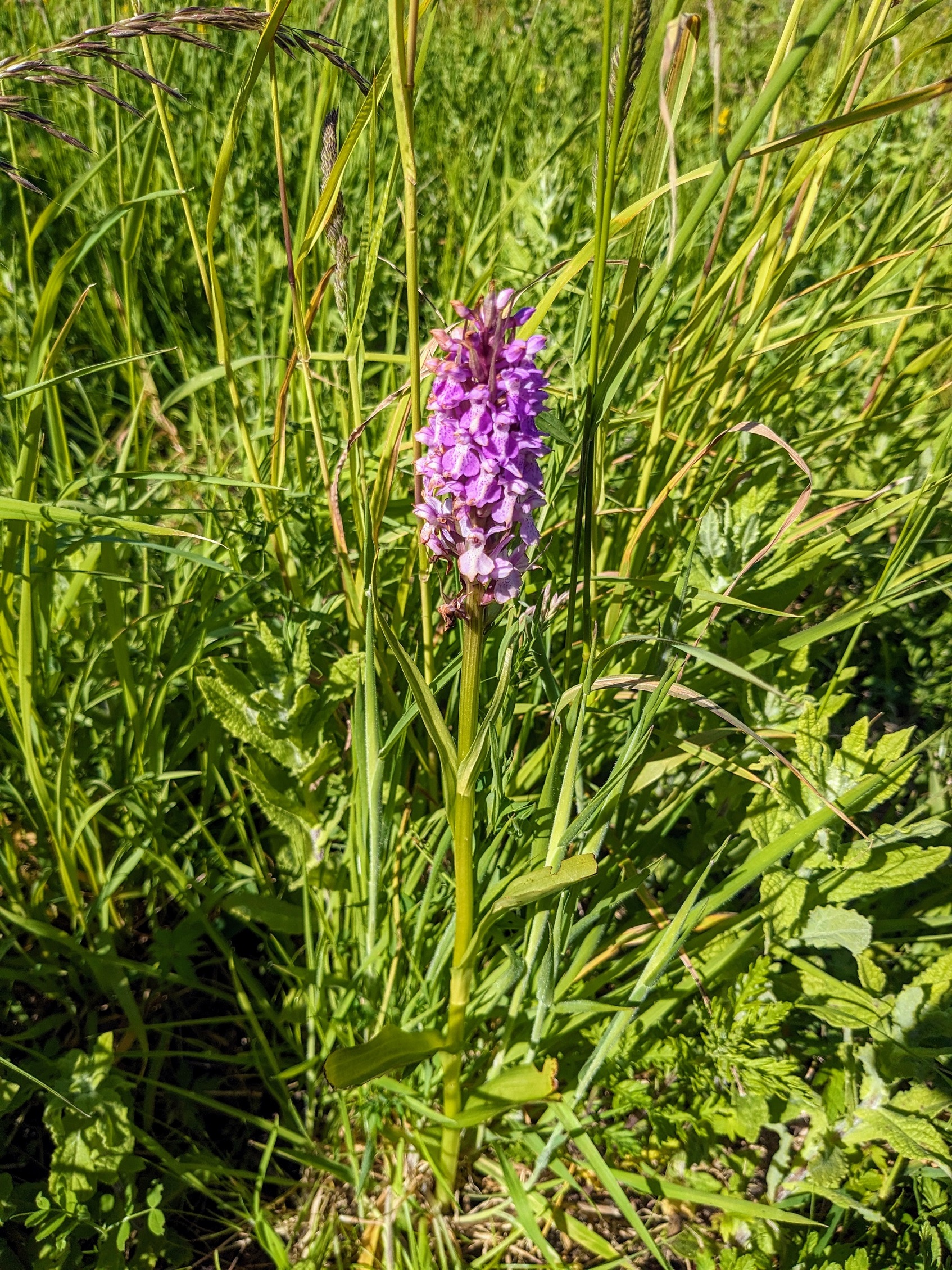Biodiversiteit op het veld