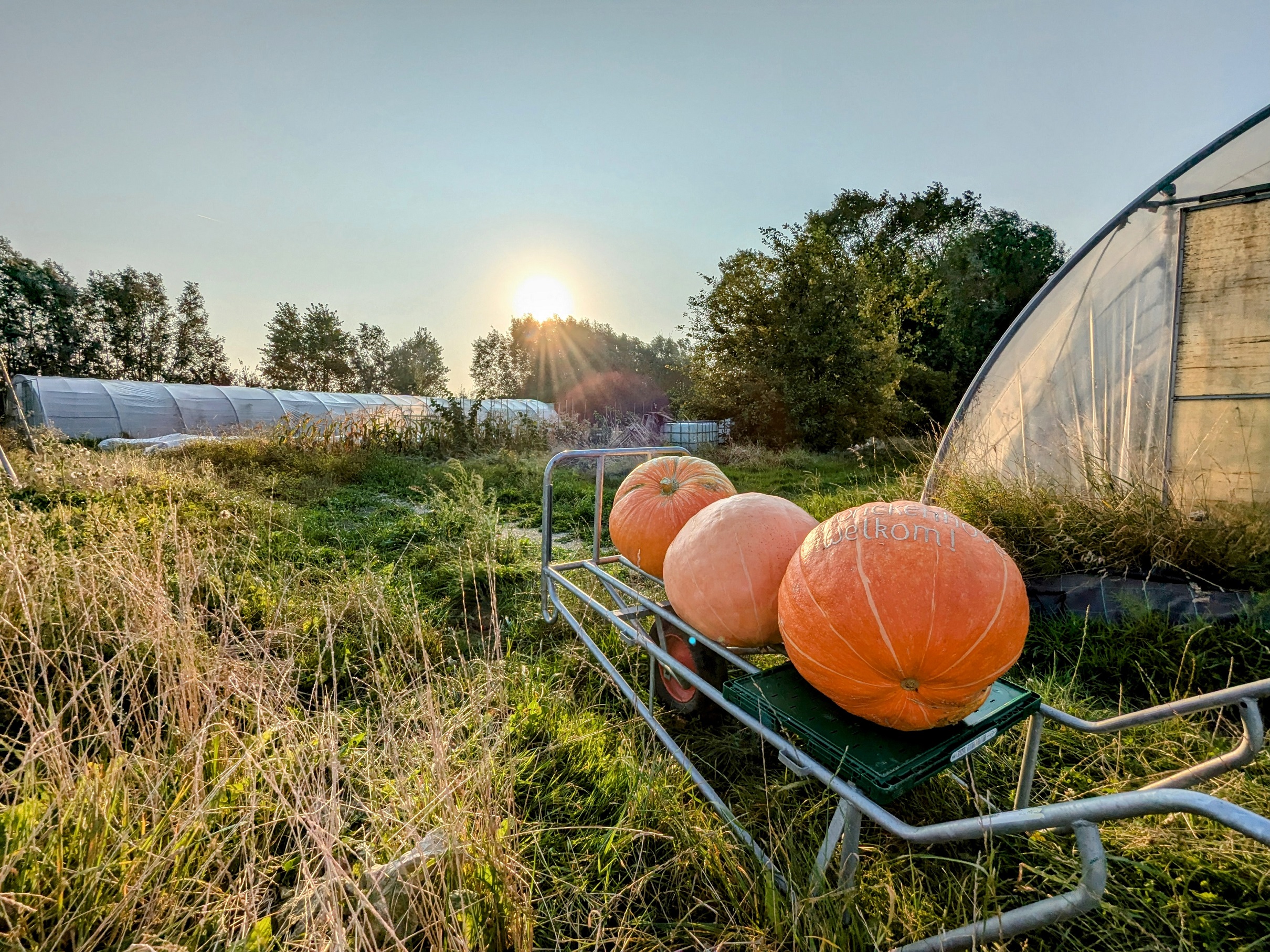 Herfstveld met gewassen