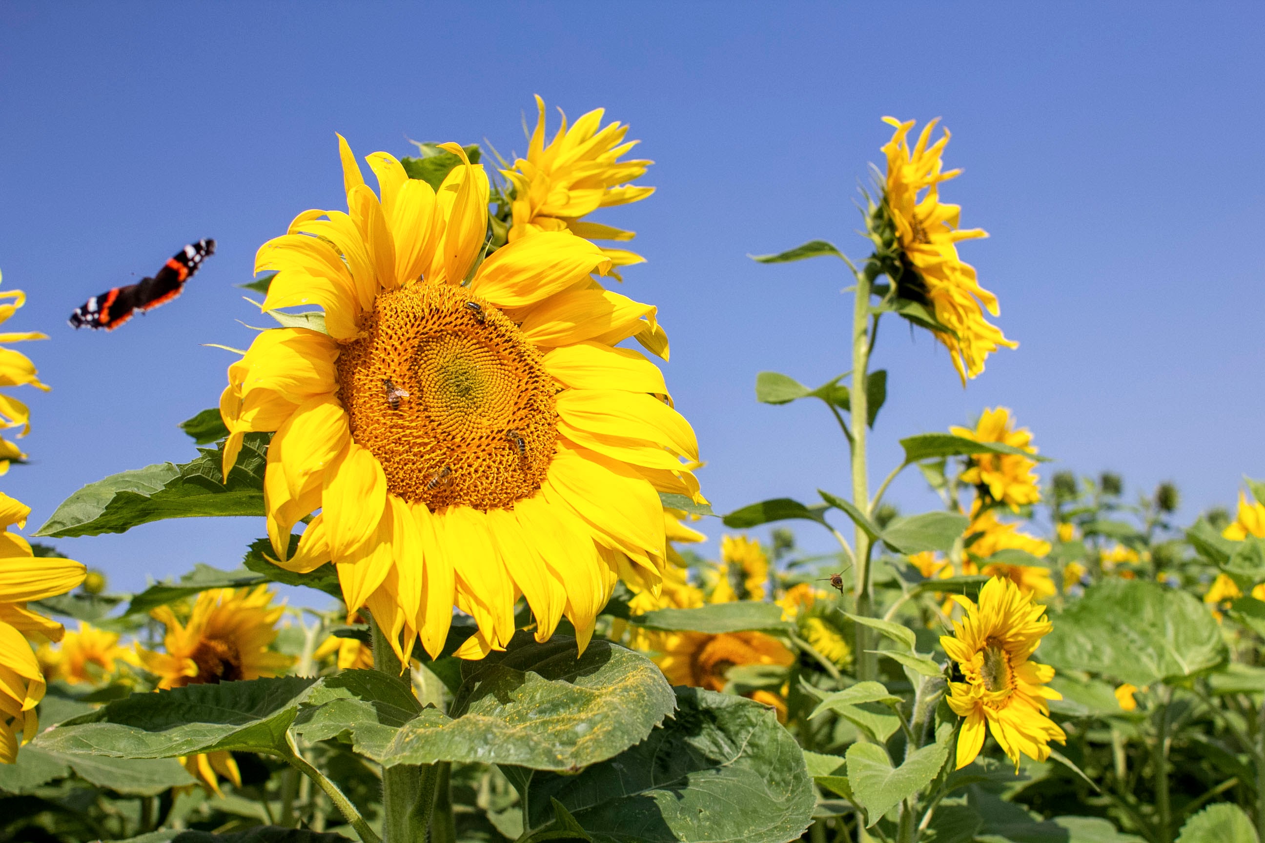 Oogst op de boerderij