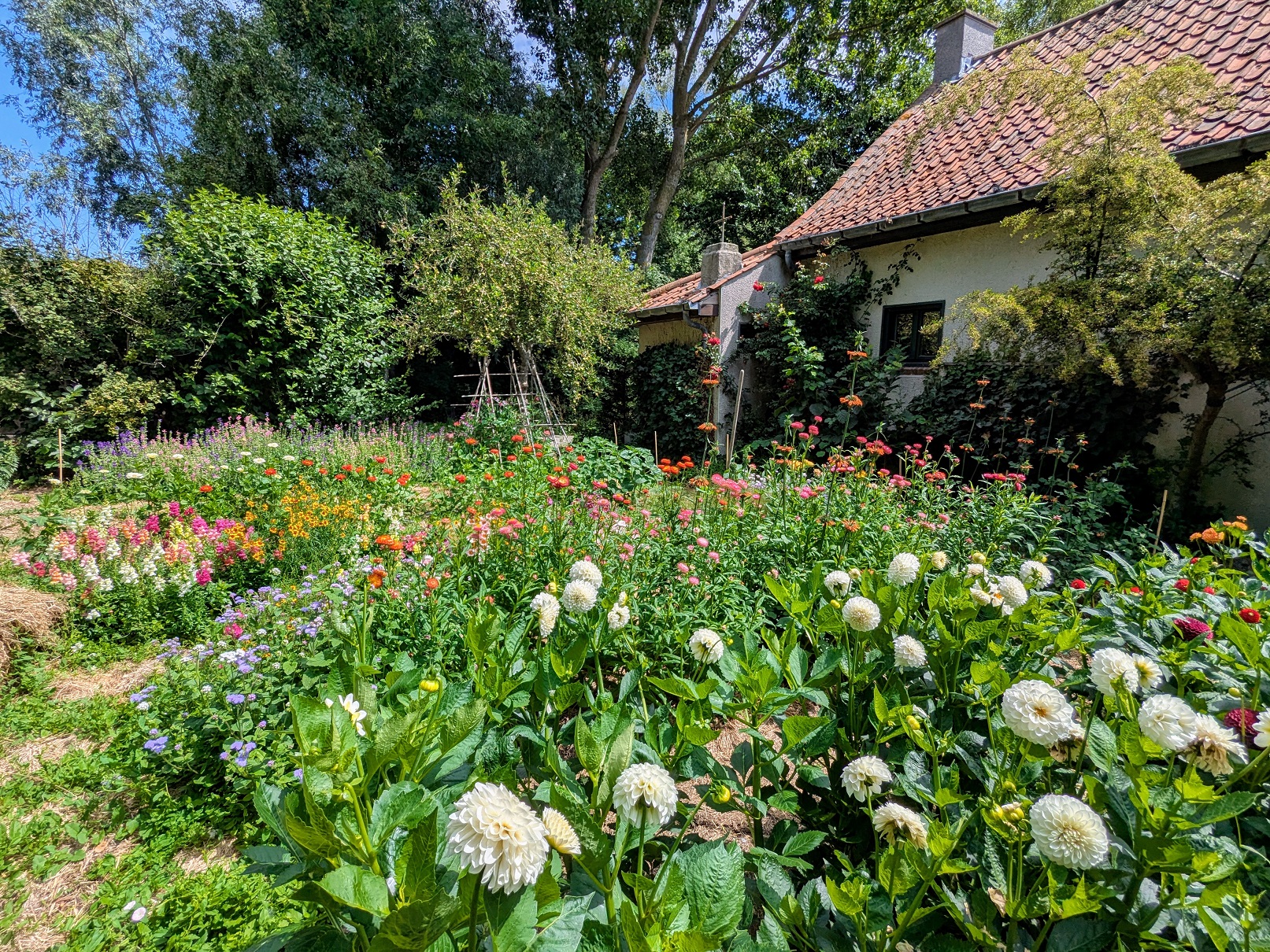 Hooi persen op het veld