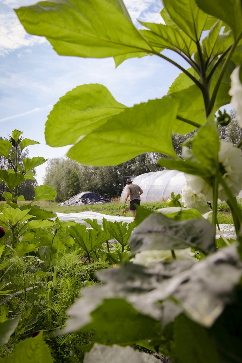 Verse biologische groenten