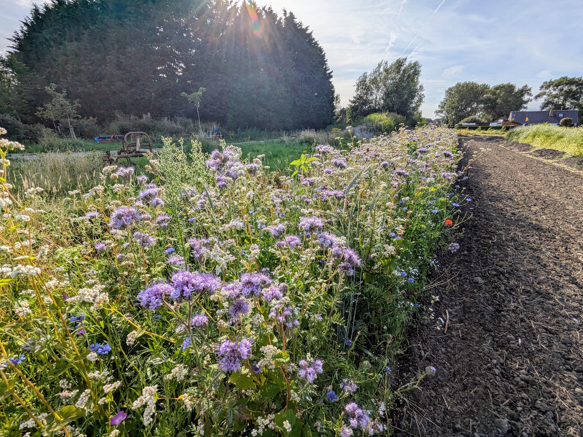 Waterhuishouding op het veld